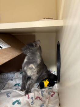 Fancy -  Domestic Short Hair Cat for Adoption in Bloomington, Indiana - Fancy | PetCurious