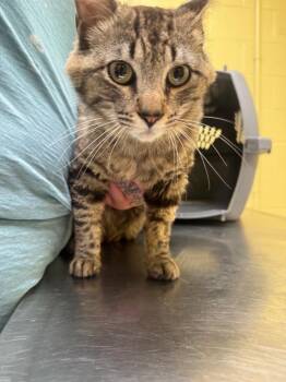 Porkypine -  Domestic Short Hair Cat for Adoption in Crossville, Tennessee - Porkypine | PetCurious