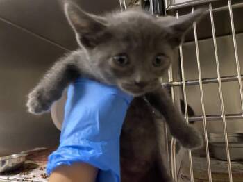 Rescue Domestic Short Hair Cats for Adoption in Modesto, California - A602012 | PetCurious