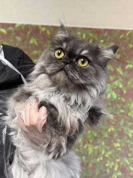 Persian and Domestic Short Hair Cats Available for Adoption in San Antonio, Texas - Sadira | PetCurious
