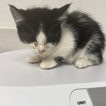 Nythera -  Domestic Short Hair Cat for Adoption in St. Louis, Missouri - Nythera | PetCurious