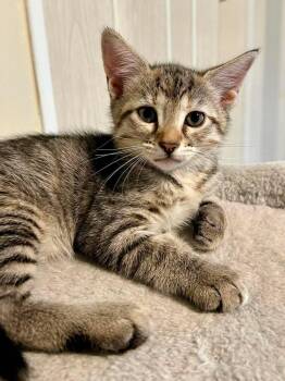 Precious -  Domestic Short Hair Cat for Adoption in Sebastian, Florida - Precious | PetCurious