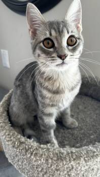 Poppy -  Domestic Short Hair Cat for Adoption in Burnaby, British Columbia - Poppy | PetCurious