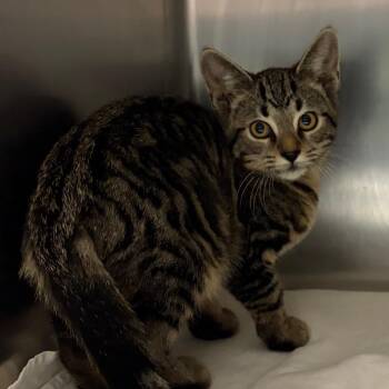 Oil Change -  Domestic Short Hair Cat for Adoption in Nashville, Tennessee - Oil Change | PetCurious
