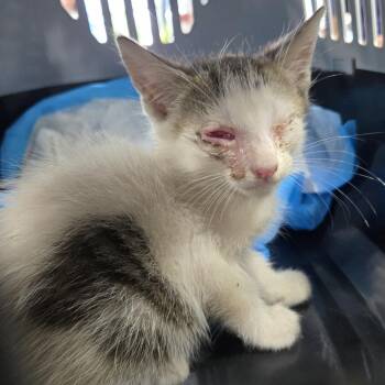 Gregory Finch III -  Domestic Short Hair Cat for Adoption in Newark, New Jersey - Gregory Finch III | PetCurious