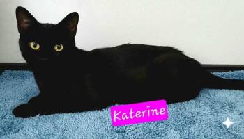 Domestic Short Hair Cats Available for Adoption in Jessup, Maryland - Katerine | PetCurious