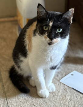 Rescue Domestic Short Hair and Calico Cats for Adoption in Attalla, Alabama - Willow | PetCurious
