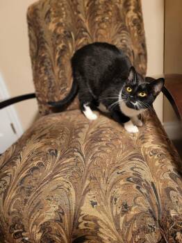 Domestic Short Hair Cats Available for Adoption - Winter | PetCurious