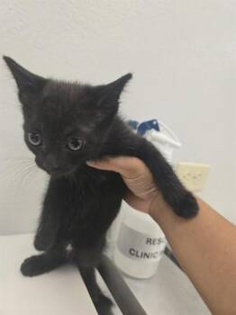SHADOW -  Domestic Short Hair Cat for Adoption in Corpus Christi, Texas - SHADOW | PetCurious