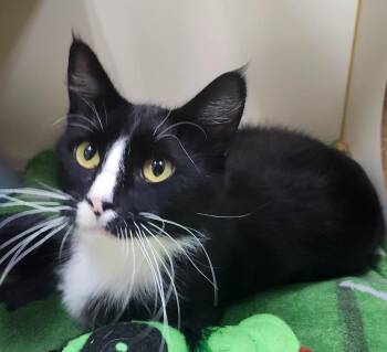 Connie -  Domestic Medium Hair Cat for Adoption in Little Rock, Arkansas - Connie | PetCurious