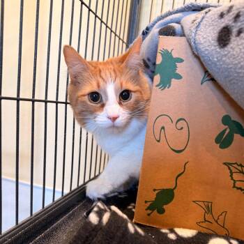Marge -  Domestic Medium Hair Cat for Adoption in Saint Charles, Missouri - Marge | PetCurious