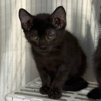 Jasper -  Domestic Short Hair Cat for Adoption in Richmond, Missouri - Jasper | PetCurious