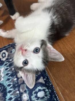 Cloudy -  Domestic Medium Hair Cat for Adoption in Concord, North Carolina - Cloudy | PetCurious