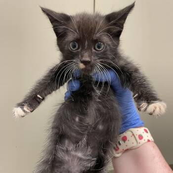 Huck -  Domestic Short Hair Cat for Adoption in Columbus, Georgia - Huck | PetCurious