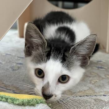 Flynn -  Domestic Short Hair Cat for Adoption in Beaufort, South Carolina - Flynn | PetCurious
