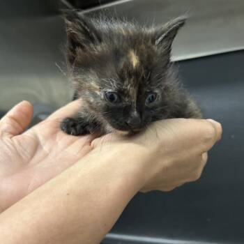 Domestic Short Hair Cats Available for Adoption in Morganton, North Carolina - Chia | PetCurious