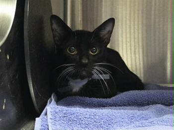 Domestic Short Hair Cats Available for Adoption in Martinez, California - BEANIE | PetCurious