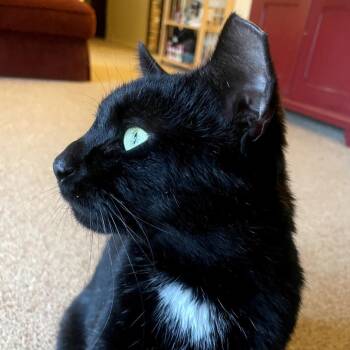 Richie -  Domestic Short Hair Cat for Adoption in Ringtown, Pennsylvania - Richie | PetCurious