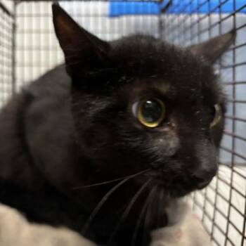 Crosby -  Domestic Short Hair Cat for Adoption in Des Moines, Iowa - Crosby | PetCurious