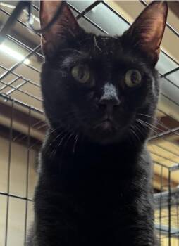 Monaka -  Domestic Short Hair Cat for Adoption in Centerville, Georgia - Monaka | PetCurious