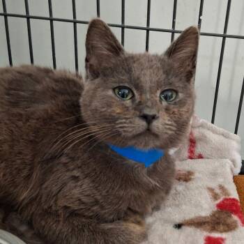 Domestic Short Hair Cats Available for Adoption in Lakeland, Florida - Kaiser | PetCurious