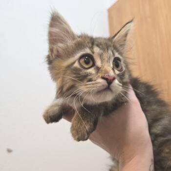 Taco -  Domestic Long Hair Cat for Adoption in Idaho Falls, Idaho - Taco | PetCurious