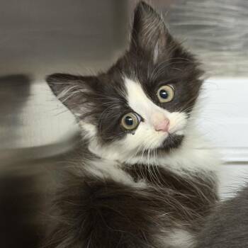 Elowen -  Domestic Long Hair Cat for Adoption in Marion, Virginia - Elowen | PetCurious