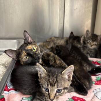 Mama -  Domestic Short Hair Cat for Adoption in Galax, Virginia - Mama | PetCurious