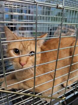 Rescue Domestic Short Hair Cats for Adoption in Lawrenceville, Georgia - If 5 Collards | PetCurious