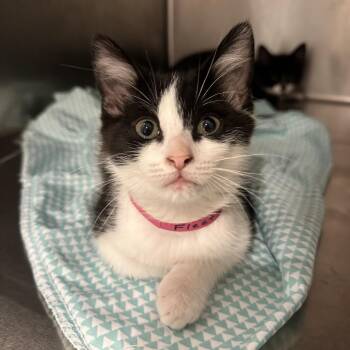 Fleetwood Mac -  Domestic Short Hair Cat for Adoption in Chattanooga, Tennessee - Fleetwood Mac | PetCurious