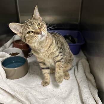 Rescue Domestic Short Hair Cats for Adoption in La Grange Park, Illinois - Arete | PetCurious