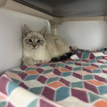 Rescue Domestic Short Hair Cats for Adoption in Franklin, North Carolina - Mrs. Snow | PetCurious