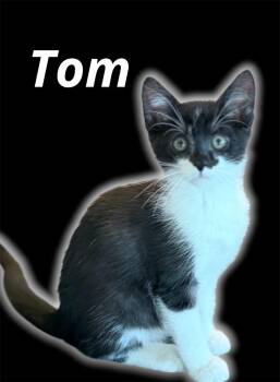 Tom -  Domestic Short Hair Cat for Adoption in Auburn, California - Tom | PetCurious