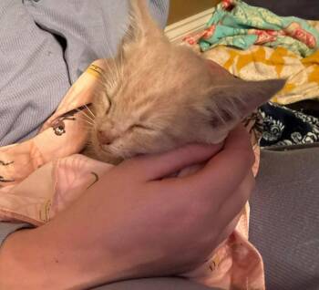 Thor -  Domestic Short Hair Cat for Adoption in Dalton, Georgia - Thor | PetCurious