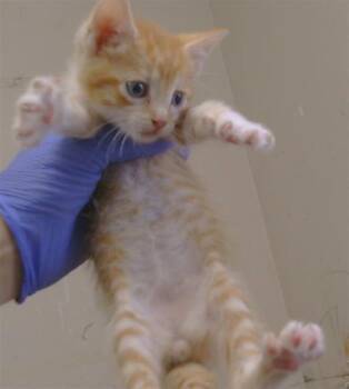 BUBBA -  Domestic Short Hair Cat for Adoption in Sacramento, California - BUBBA | PetCurious