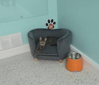 Lucy Lou -  Domestic Short Hair Cat for Adoption in Philadelphia, Pennsylvania - Lucy Lou | PetCurious