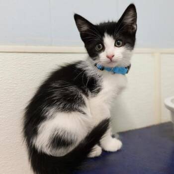 Rescue Domestic Short Hair Cats for Adoption in Dahlonega, Georgia - Plankton | PetCurious