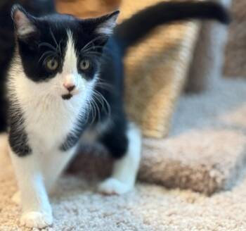 Brahma -  Domestic Medium Hair Cat for Adoption in Bloomington, Indiana - Brahma | PetCurious