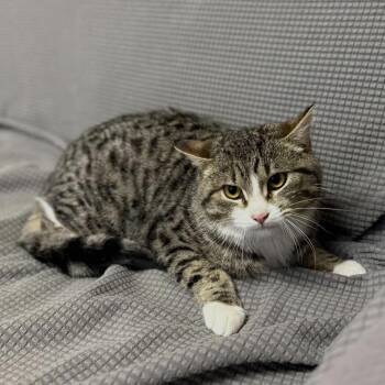Domestic Short Hair Cats Available for Adoption - Crunch Wrap Supreme *Meet Me At Eagan Petsmart* | PetCurious