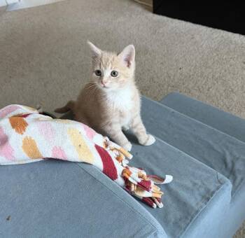 Gary -  Domestic Short Hair Cat for Adoption in Cincinnati, Ohio - Gary | PetCurious