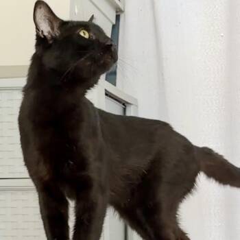 Domestic Short Hair Cats Available for Adoption in Syracuse, New York - Clarence  | PetCurious