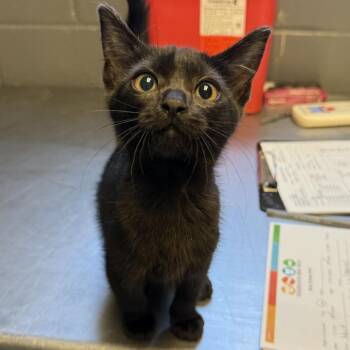 TUSC-Stray-85009 -  Domestic Short Hair Cat for Adoption in Tuscaloosa, Alabama - TUSC-Stray-85009 | PetCurious