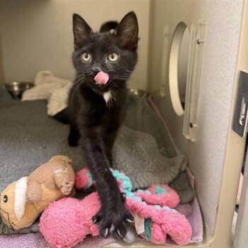 Domestic Short Hair Cats Available for Adoption - Phainon | PetCurious