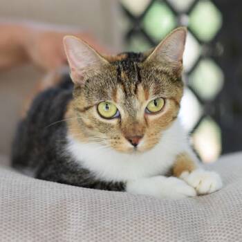 Kamie -  Domestic Short Hair Cat for Adoption in Conroe, Texas - Kamie | PetCurious