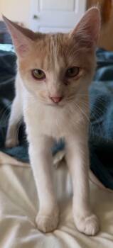 Rescue Domestic Short Hair Cats for Adoption in Mustang, Oklahoma - Otis Spunkmeyer | PetCurious