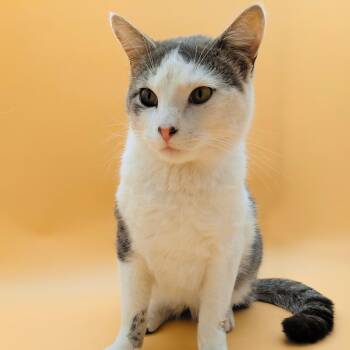 Domestic Short Hair Cats Available for Adoption in Springfield, Missouri - Garth | PetCurious