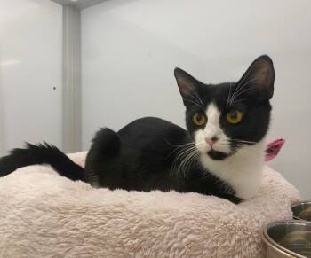 Rescue Domestic Short Hair Cats for Adoption in Raleigh, North Carolina - Camino | PetCurious