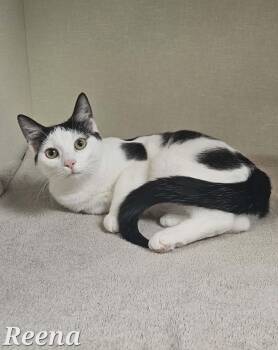 Domestic Short Hair Cats Available for Adoption - Reena | PetCurious