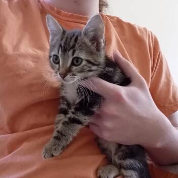 Tabby Cats Available for Adoption in Columbia, South Carolina - Scrappy | PetCurious
