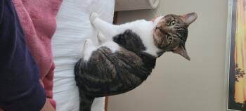 Rescue American Shorthair Cats for Adoption in South San Francisco, California - Tiger | PetCurious